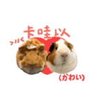 モルモット - 写真スタンプ vol. 2（個別スタンプ：3）