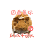モルモット - 写真スタンプ vol. 2（個別スタンプ：7）