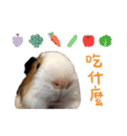モルモット - 写真スタンプ vol. 2（個別スタンプ：10）
