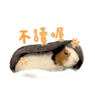 モルモット - 写真スタンプ vol. 2（個別スタンプ：13）