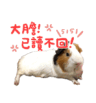 モルモット - 写真スタンプ vol. 2（個別スタンプ：14）