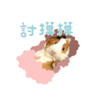 モルモット - 写真スタンプ vol. 2（個別スタンプ：19）