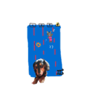 コロとコハルと遊ぼう（個別スタンプ：16）