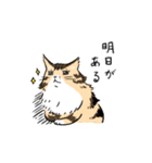 メインクーン【ねこのきもち】（個別スタンプ：37）