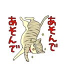 MIX猫 キジトラ【ねこのきもち】（個別スタンプ：1）