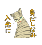 MIX猫 キジトラ【ねこのきもち】（個別スタンプ：6）