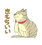 MIX猫 キジトラ【ねこのきもち】（個別スタンプ：8）