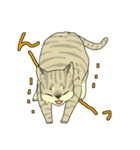 MIX猫 キジトラ【ねこのきもち】（個別スタンプ：9）