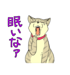 MIX猫 キジトラ【ねこのきもち】（個別スタンプ：10）