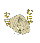 MIX猫 キジトラ【ねこのきもち】（個別スタンプ：13）