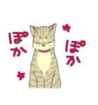 MIX猫 キジトラ【ねこのきもち】（個別スタンプ：16）