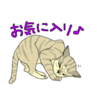 MIX猫 キジトラ【ねこのきもち】（個別スタンプ：19）