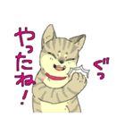 MIX猫 キジトラ【ねこのきもち】（個別スタンプ：20）