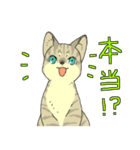 MIX猫 キジトラ【ねこのきもち】（個別スタンプ：24）