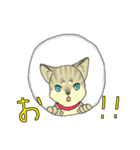 MIX猫 キジトラ【ねこのきもち】（個別スタンプ：25）
