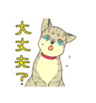 MIX猫 キジトラ【ねこのきもち】（個別スタンプ：26）