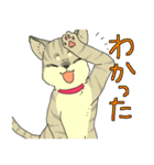 MIX猫 キジトラ【ねこのきもち】（個別スタンプ：28）