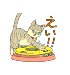 MIX猫 キジトラ【ねこのきもち】（個別スタンプ：29）