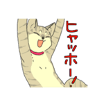 MIX猫 キジトラ【ねこのきもち】（個別スタンプ：30）