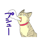 MIX猫 キジトラ【ねこのきもち】（個別スタンプ：32）