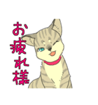 MIX猫 キジトラ【ねこのきもち】（個別スタンプ：33）