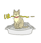 MIX猫 キジトラ【ねこのきもち】（個別スタンプ：36）
