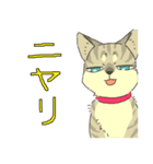 MIX猫 キジトラ【ねこのきもち】（個別スタンプ：39）
