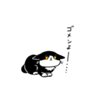 MIX猫 黒×白【ねこのきもち】（個別スタンプ：9）