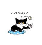 MIX猫 黒×白【ねこのきもち】（個別スタンプ：36）