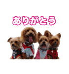 ヨーキー＆トイプードル（個別スタンプ：1）