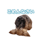ヨーキー＆トイプードル（個別スタンプ：4）