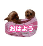 ヨーキー＆トイプードル（個別スタンプ：5）