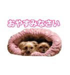ヨーキー＆トイプードル（個別スタンプ：6）