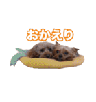 ヨーキー＆トイプードル（個別スタンプ：8）