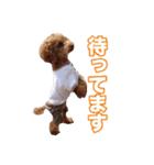 ヨーキー＆トイプードル（個別スタンプ：9）