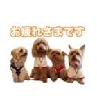 ヨーキー＆トイプードル（個別スタンプ：15）