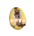 ヨーキー＆トイプードル（個別スタンプ：16）