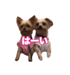 ヨーキー＆トイプードル（個別スタンプ：17）