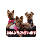 ヨーキー＆トイプードル（個別スタンプ：23）