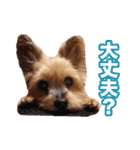 ヨーキー＆トイプードル（個別スタンプ：29）