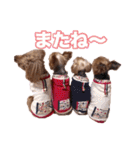 ヨーキー＆トイプードル（個別スタンプ：32）