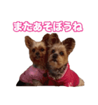 ヨーキー＆トイプードル（個別スタンプ：33）
