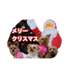ヨーキー＆トイプードル（個別スタンプ：37）
