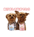 ヨーキー＆トイプードル（個別スタンプ：39）