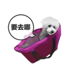A-fu（個別スタンプ：1）