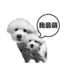 A-fu（個別スタンプ：2）