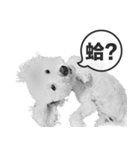 A-fu（個別スタンプ：4）