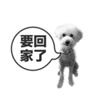 A-fu（個別スタンプ：8）