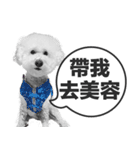 A-fu（個別スタンプ：12）