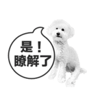 A-fu（個別スタンプ：19）